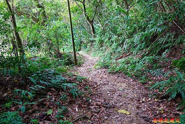 14 鵝角格山山道至樟湖步道前.jpg