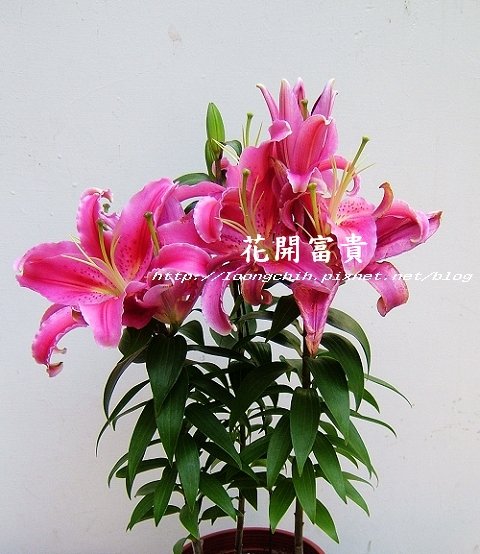 flower.jpg