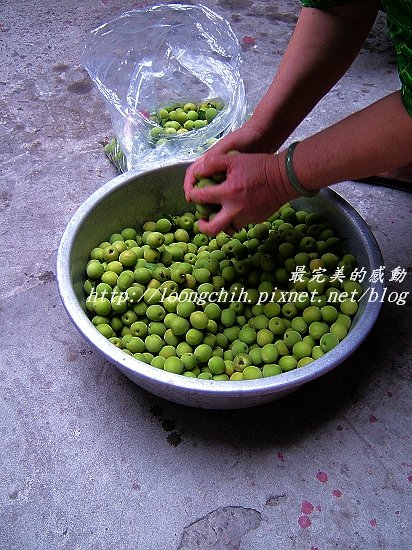 ume001a.jpg