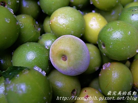 ume016.jpg