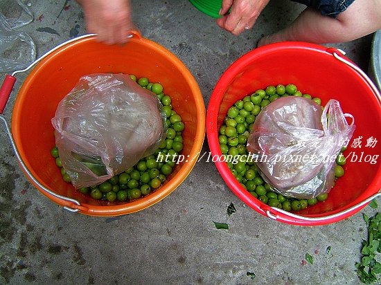 ume020.jpg