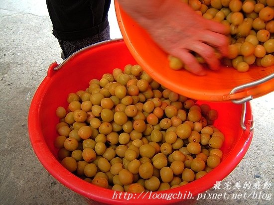 ume022.jpg