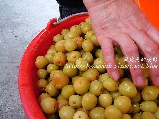 ume024.jpg