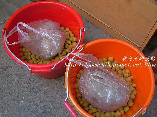 ume034.jpg