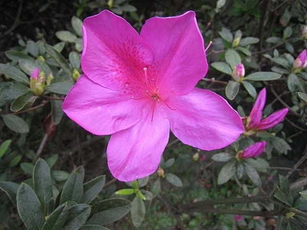 IMG_3619.JPG