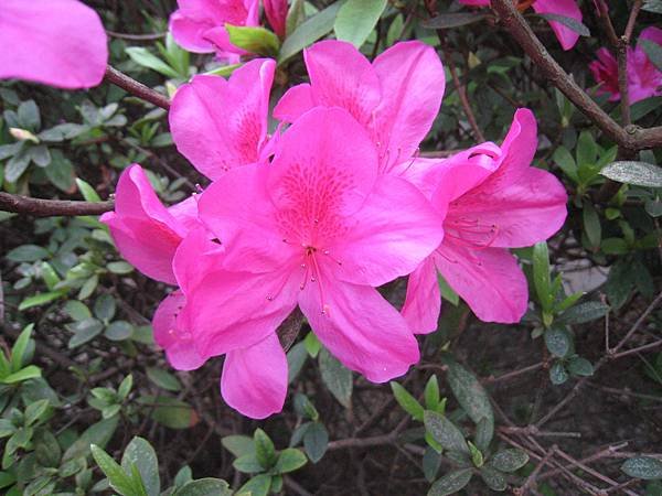 IMG_3620.JPG
