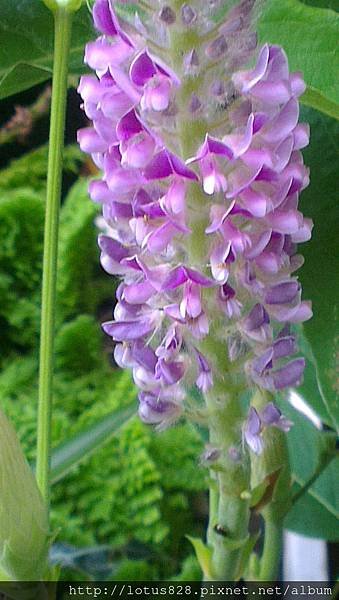 IMAG0040.jpg