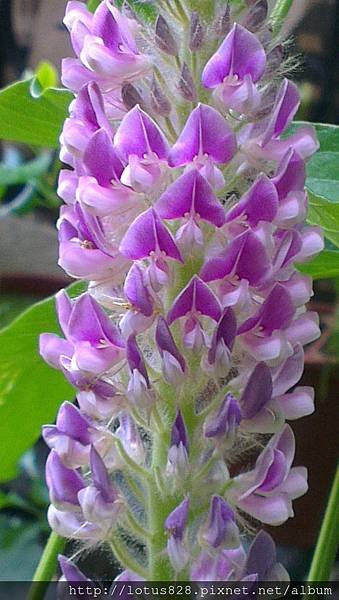 IMAG0041.jpg