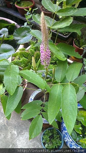 IMAG0042.jpg