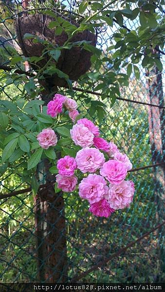 IMAG0016.jpg