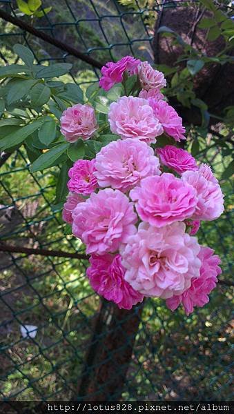IMAG0017_BURST004.jpg