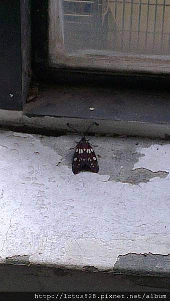 IMAG0064.jpg