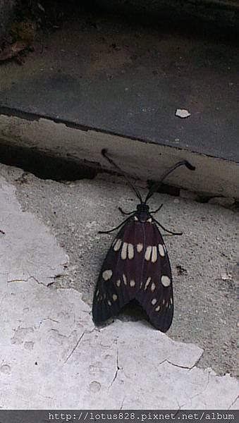 IMAG0062_BURST001.jpg