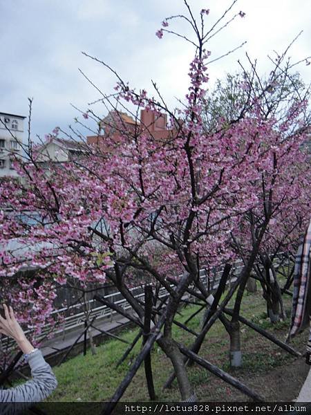 10402櫻花1.jpg