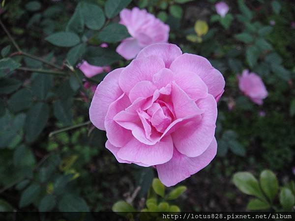 DSC03388.JPG