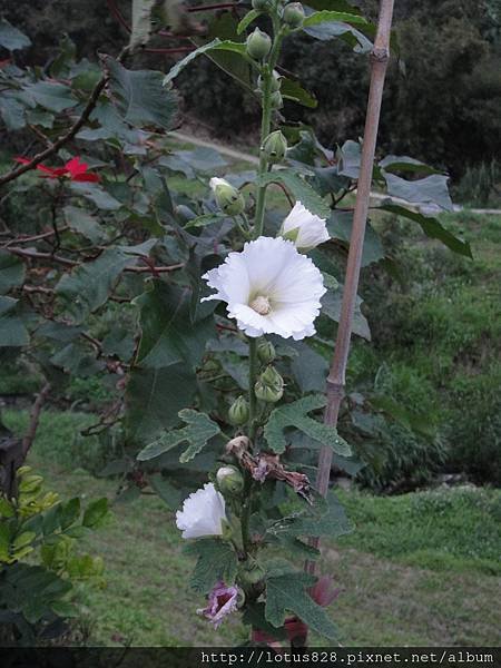 DSC03317.JPG