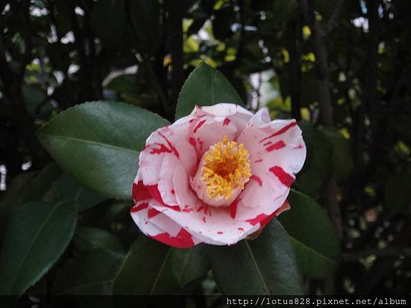 DSC03337.JPG