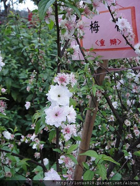 DSC03352.JPG