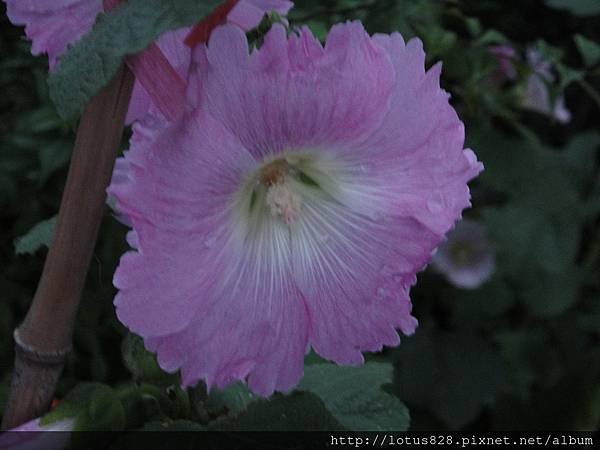 DSC04338.JPG