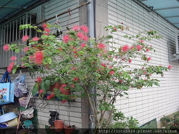 DSC08288.JPG