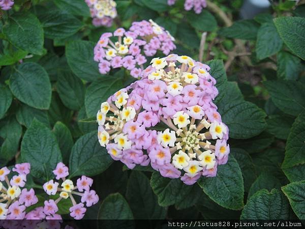 DSC08302.JPG