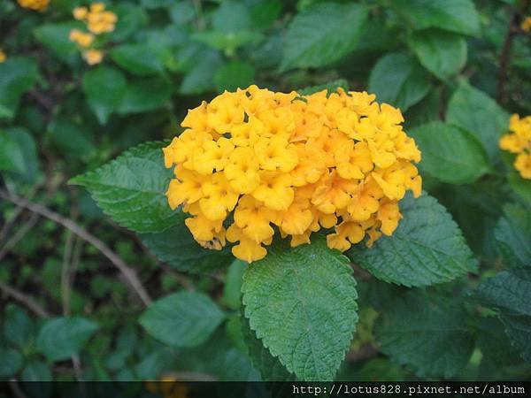 DSC08306.JPG