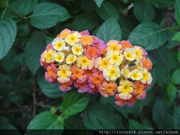 DSC08310.JPG