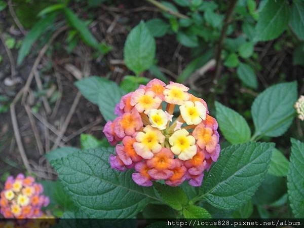 DSC08311.JPG