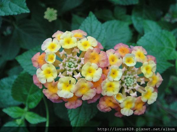 DSC08313.JPG