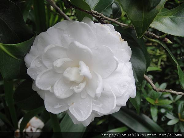DSC08357.JPG