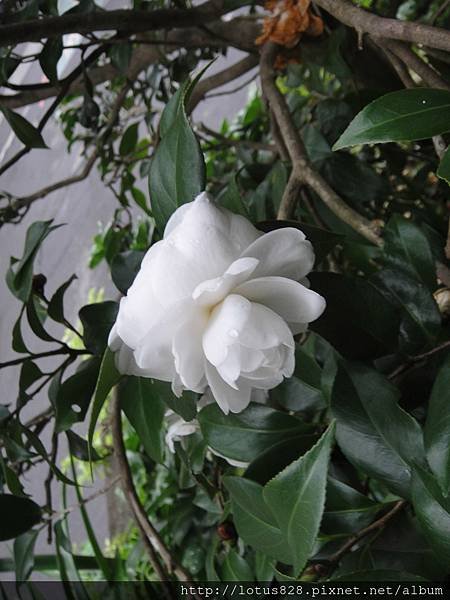 DSC08360.JPG