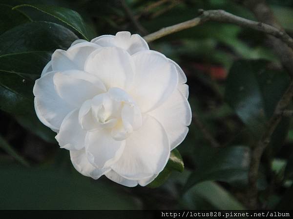 DSC08381.JPG