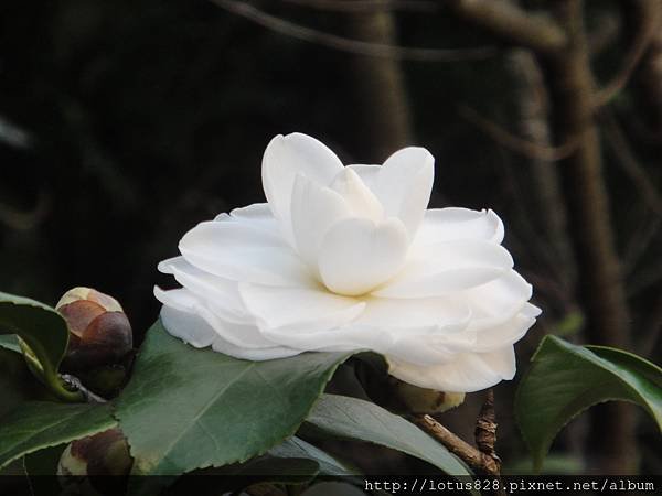 DSC08382.JPG