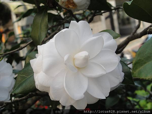 DSC08386.JPG