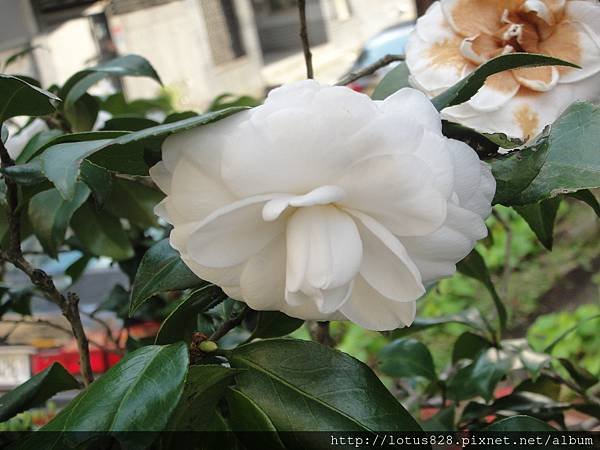 DSC08387.JPG