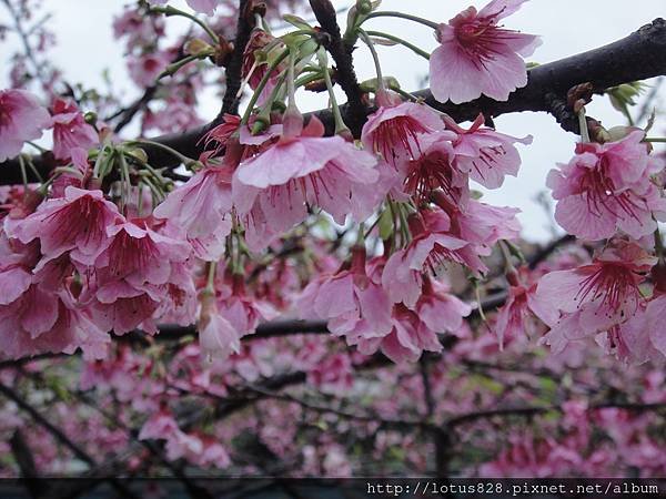 DSC08730.JPG