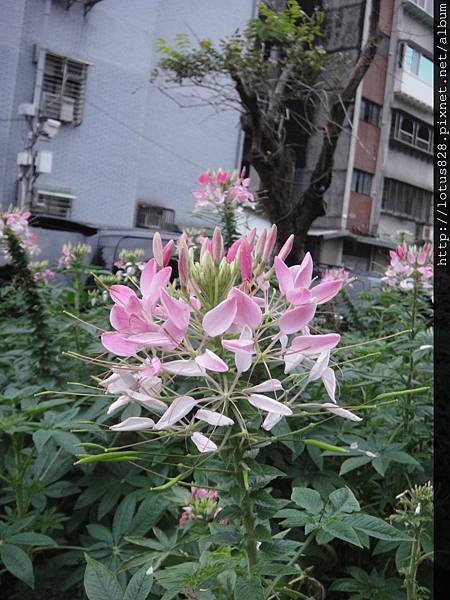 DSC08768.JPG