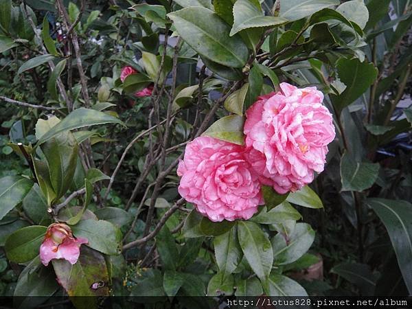 DSC08770.JPG