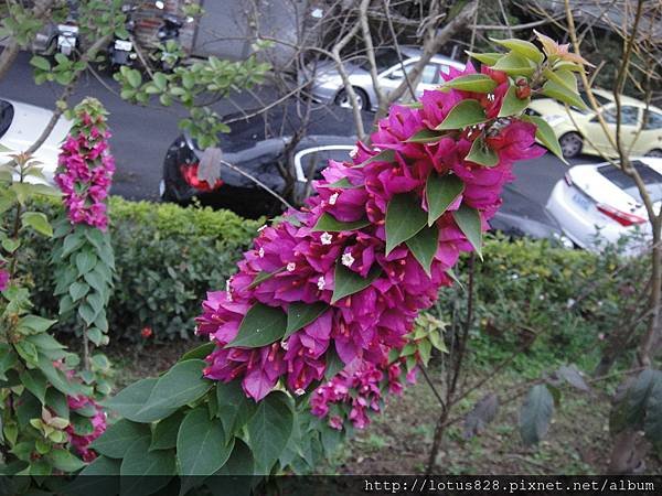 DSC08774.JPG