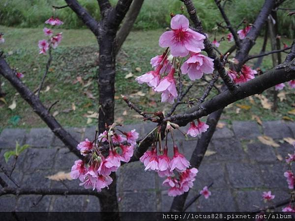 DSC08780.JPG