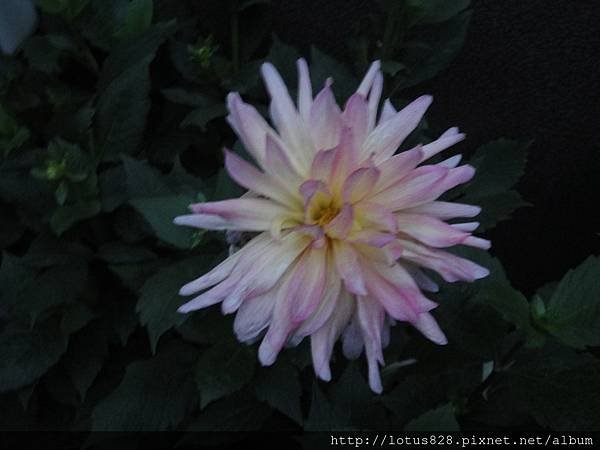 DSC08784.JPG