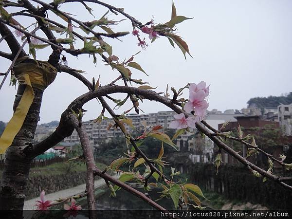 DSC08838.JPG