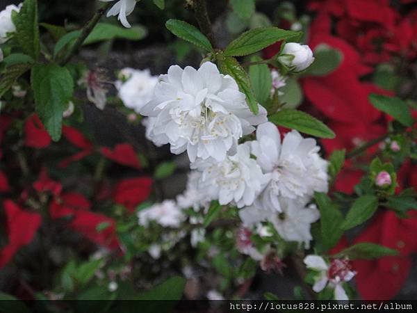 DSC08850.JPG