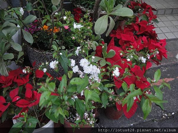 DSC08851.JPG
