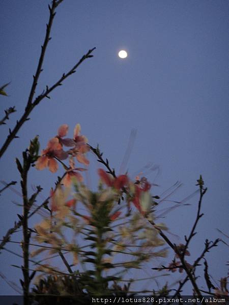 DSC09044.JPG