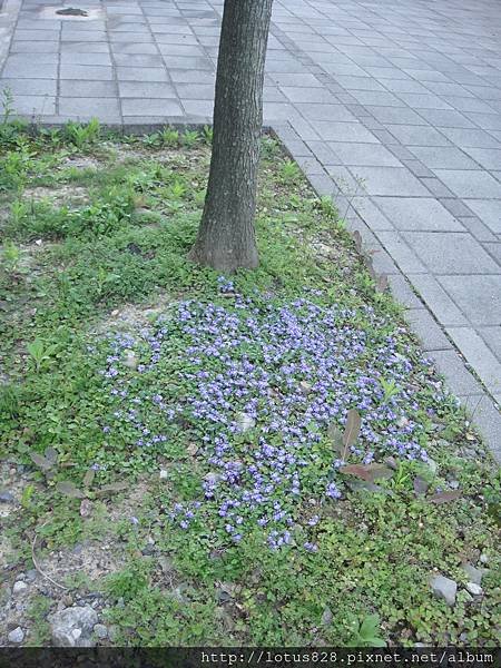 DSC08976.JPG