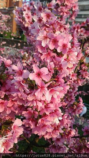 P_20190206_165111.jpg