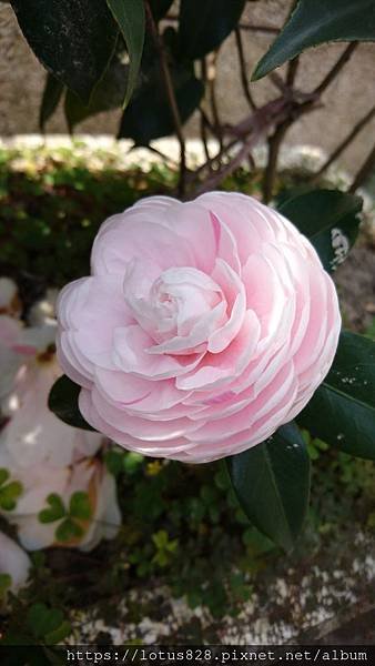 DSC_0095.JPG