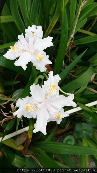 DSC_0119.JPG