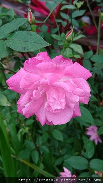 DSC_0125.JPG